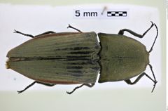 Foto (Dorsalansicht) von Xanthopenthes granulipennis (Miwa, 1929)